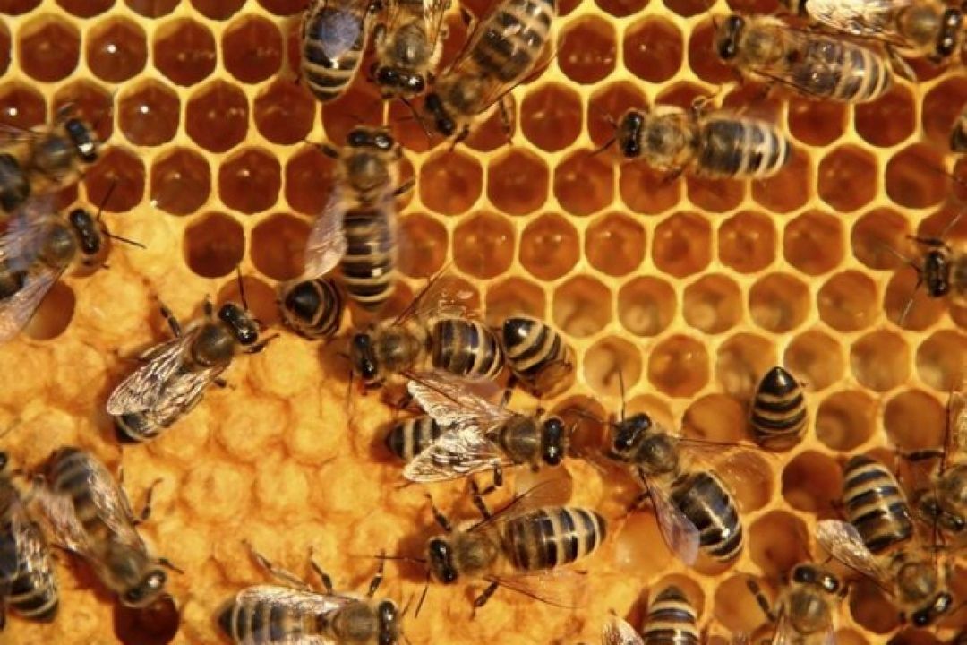 Iran to supply China with first honey shipment