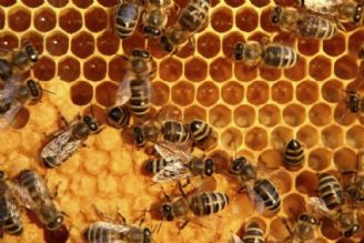 Iran to supply China with first honey shipment