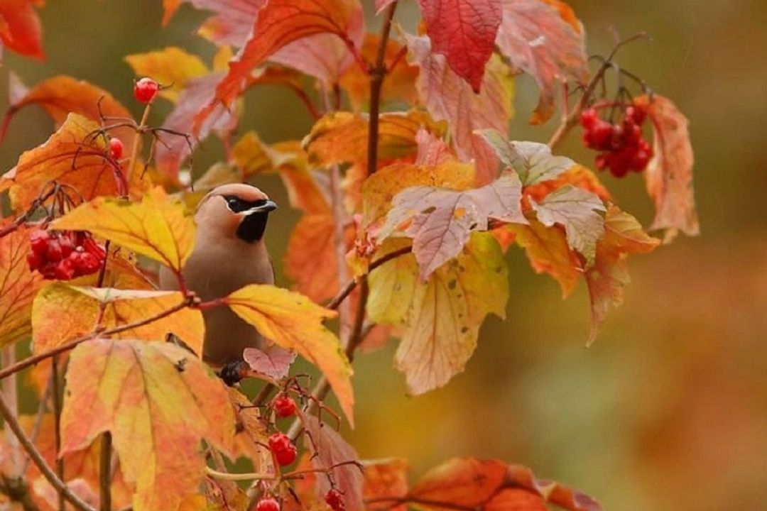 آشنایی با پرندگان پاییزی رادیو تهران 