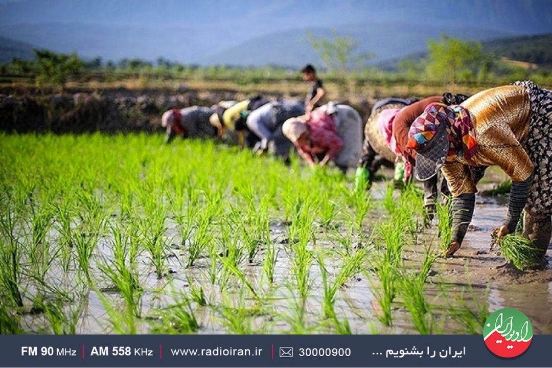 برنج؛ عمده ترین محصول روستای «خشت سر» 