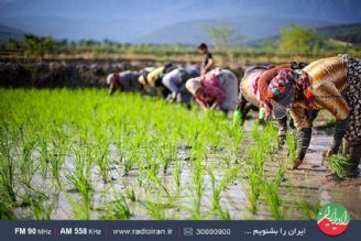 برنج؛ عمده ترین محصول روستای «خشت سر» 