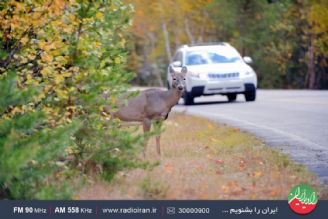 دستگاهی برای محافظت از حیوانات در جاده