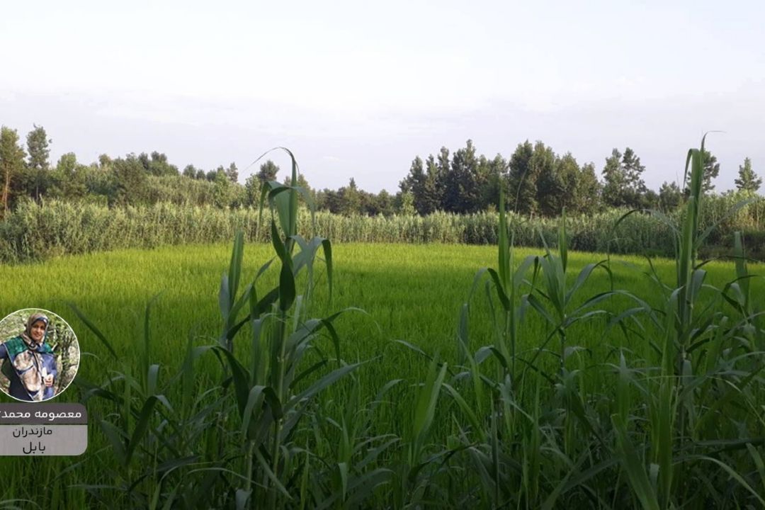 معصومه محمد تبار  پویش زیبای ایران من
