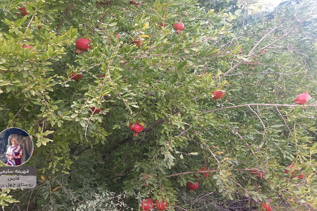 فهیمه سلیمی پویش زیبای ایران من