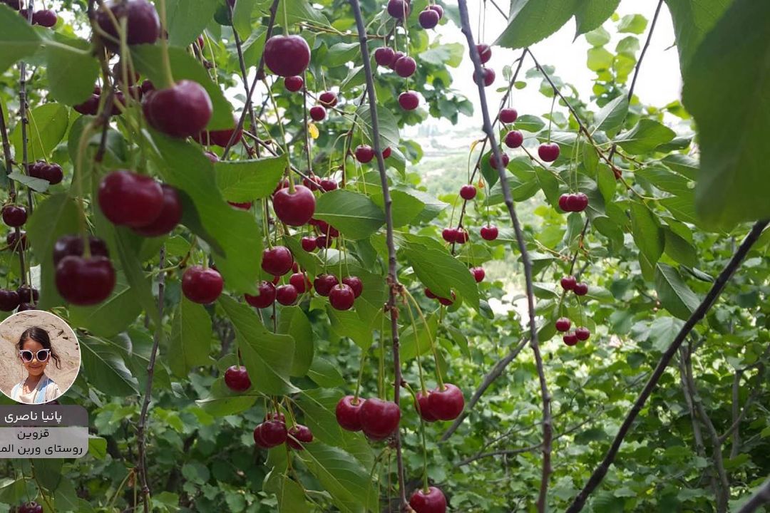 پانیا ناصری پویش زیبای ایران من