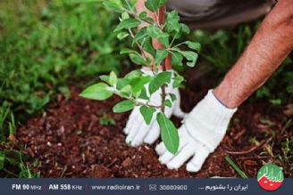 انسان رفتار مهربانانه ای با جنگل ندارد