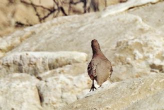 می خواهیم پرنده نگری بیشتر شناخته شود