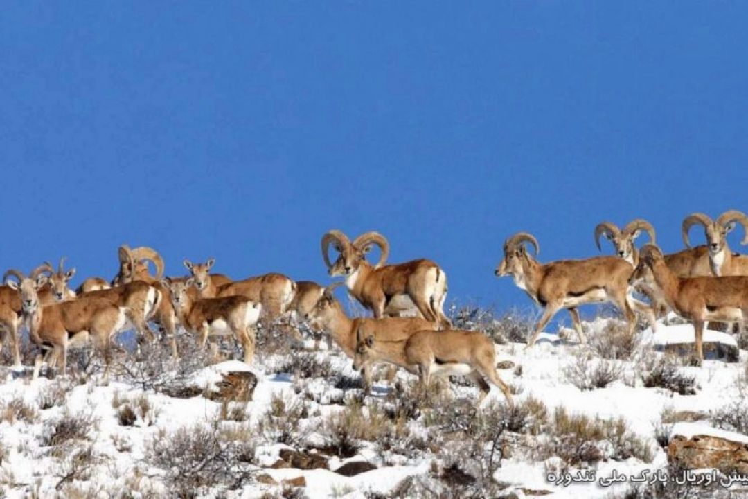 نگاهی به طبیعت قوچ و میش در 