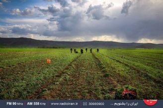 دشت حاصلخیز قزوین بخش مهم غذای كشور را تامین می كند