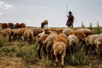 رونق دامداری در روستای دمز آباد ورامین