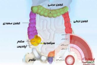 نبض