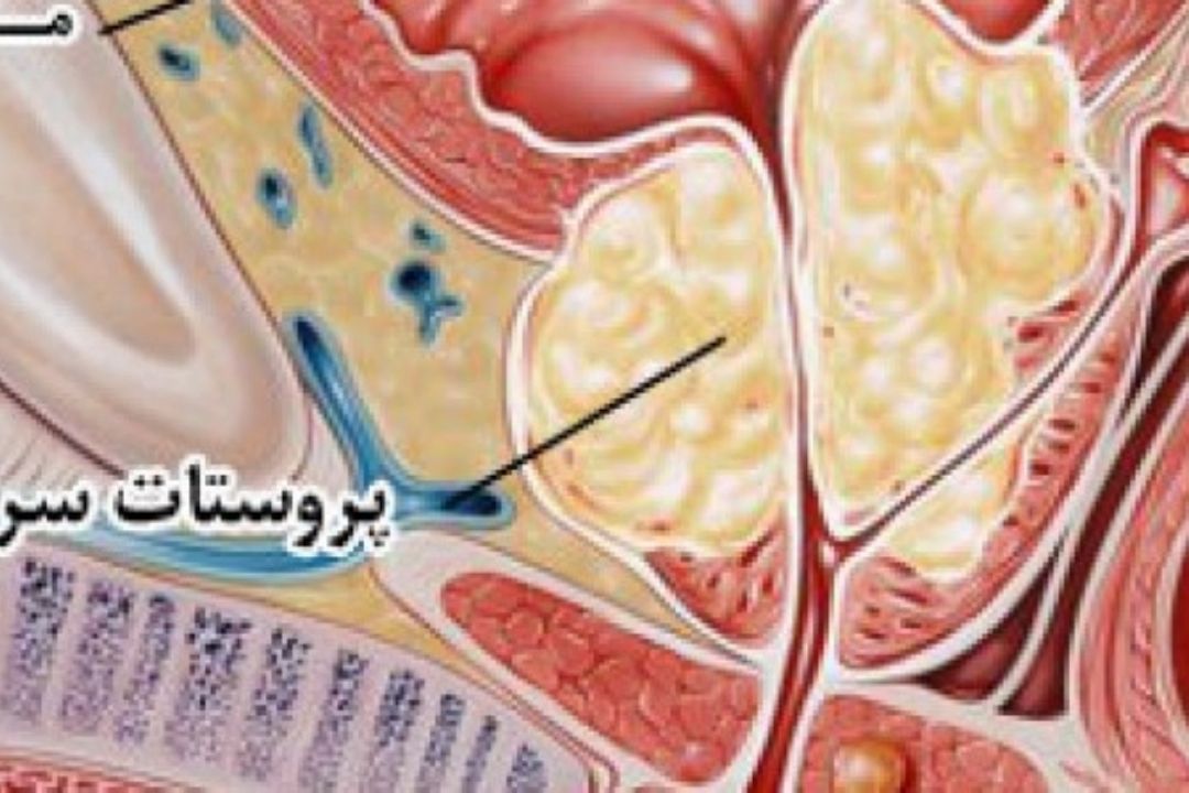 نبض