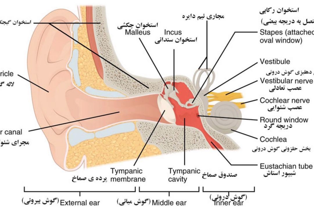 در برنامه‌ی «نبض» دوشنبه سیزدهم آذر درباره‌ی اثر بیماری استخوان‌خوره بر گوش صحبت می‌كنیم