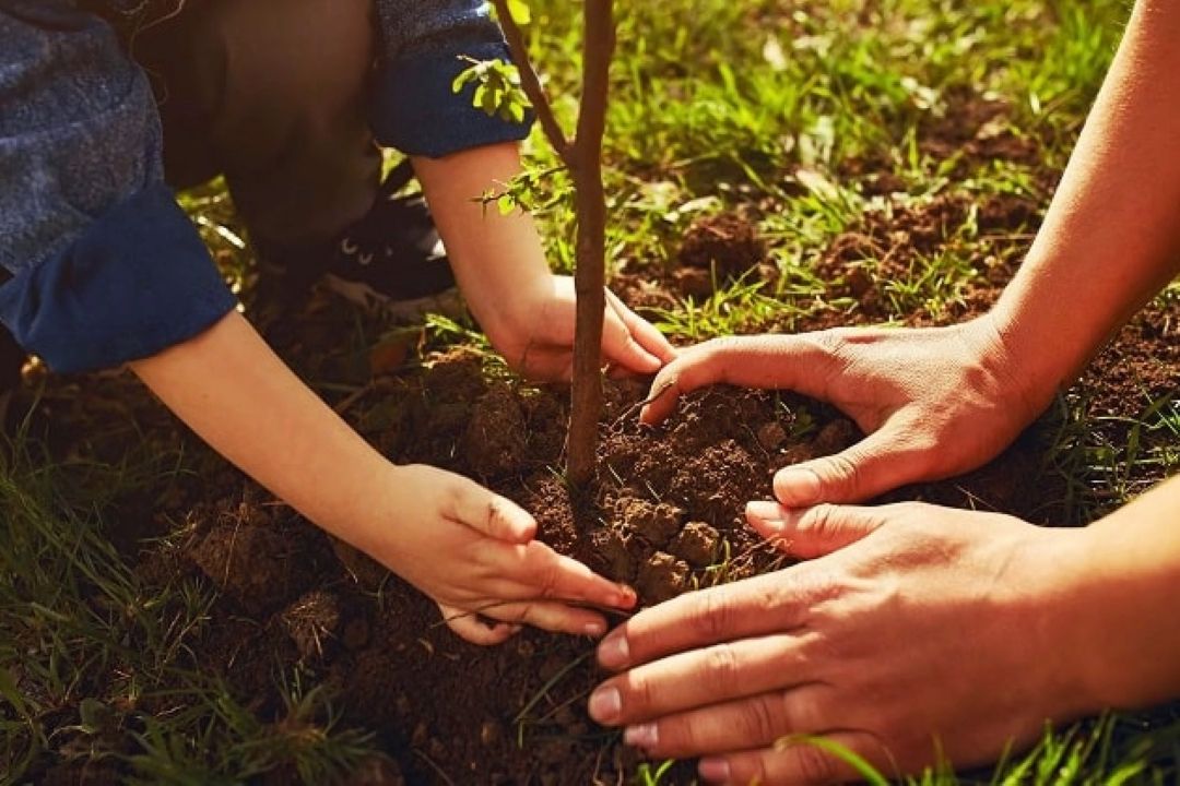  طرح كاشت 1 میلیارد درخت؛ تلاش ملی برای حفظ منابع طبیعی كشور  