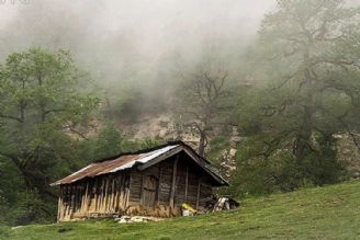 «كوك آوا» به بهار گیلان رسید