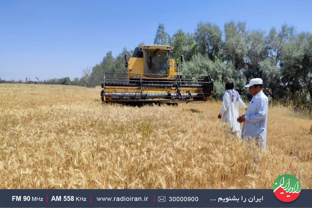  برداشت گندم در «سیستان و بلوچستان» آغاز شد