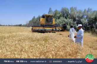  برداشت گندم در «سیستان و بلوچستان» آغاز شد