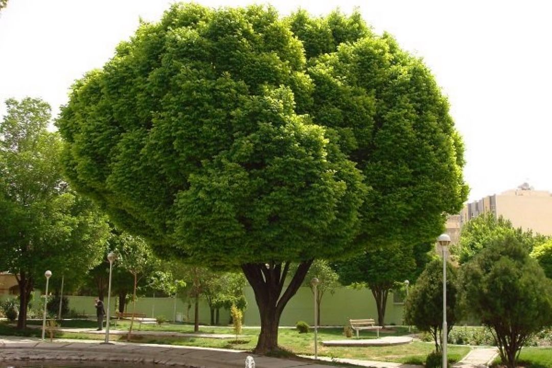 درختان زمستانی در 