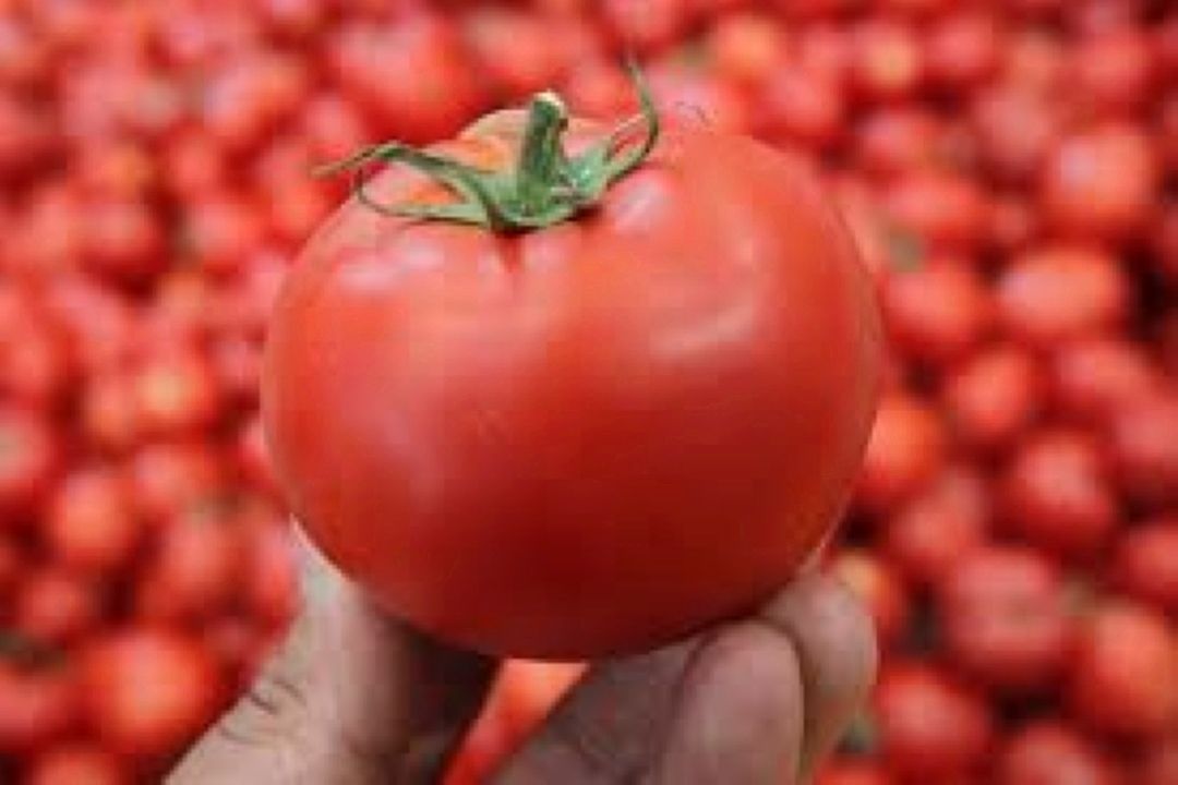 افتتاح بزرگترین كارخانه تولید گوجه فرنگی در شهرك صنعتی صبا