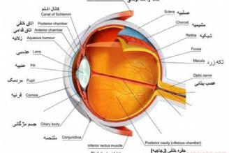 در برنامه نبض یكشنبه دهم دی ماه درباره مگس پران چشم صحبت میكنیم