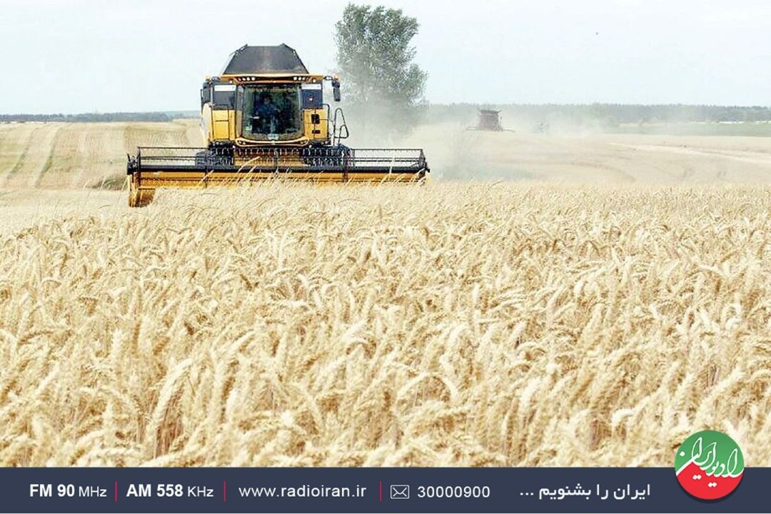 مطالبات گندمكاران كامل پرداخت می شود