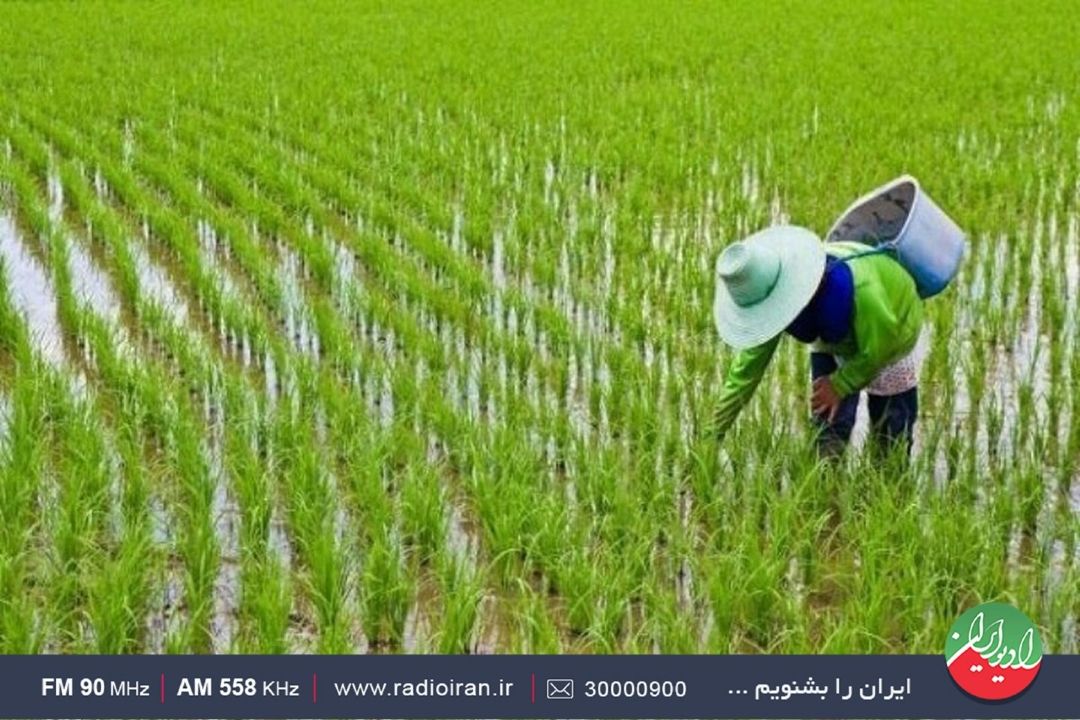 افزایش 10 درصدی برنج با به‌كارگیری شیوه‌های نوین كشت