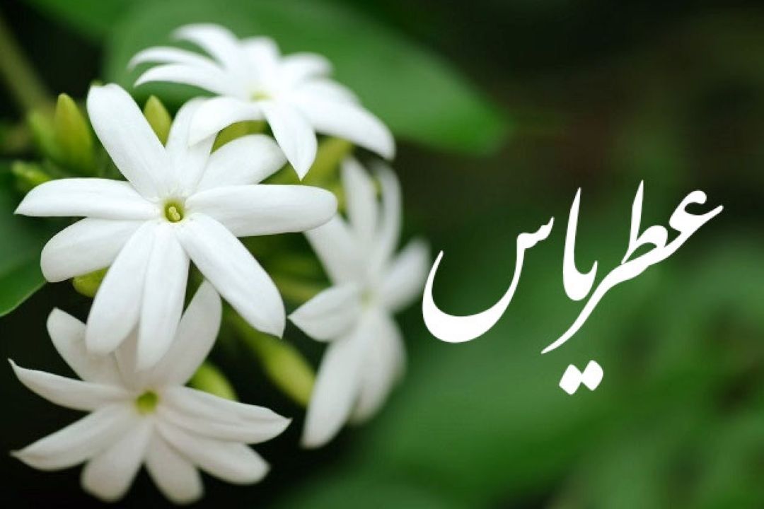 پویش عطر یاس