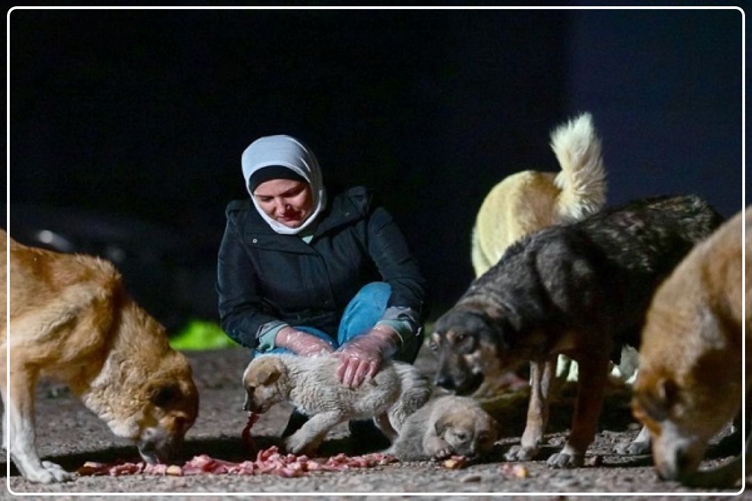 مردم با غذا دادن به حیوانات ولگرد خودشان متضرر می‌شوند+فایل صوتی  