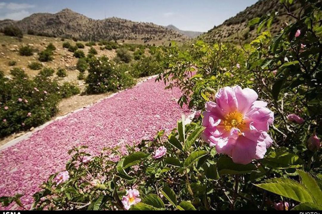 «روستا دوستا»  روی امواج فارس/ سفر به بزرگ‌ترین تولیدكننده گل محمدی در جهان