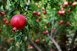 تیم پر انرژی موج جوونی در باغ شهر "مهریز"