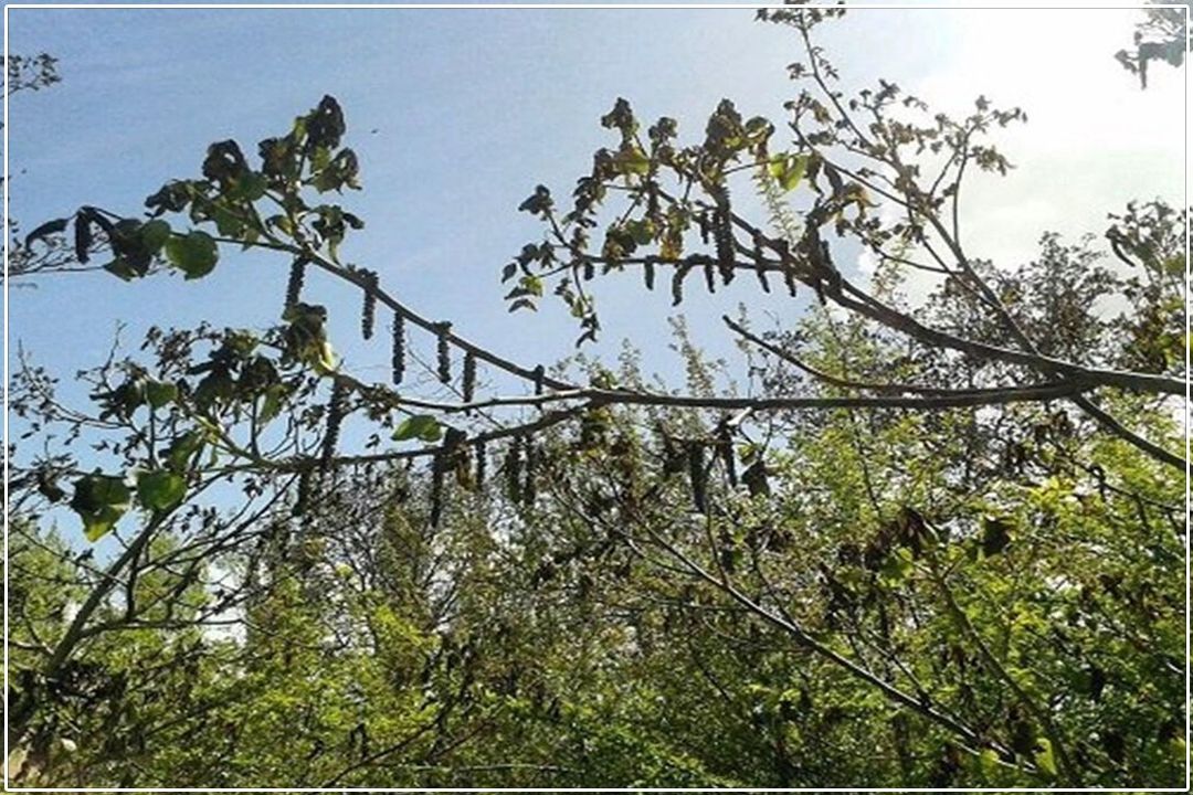  خسارت 100درصدی به باغات گردوی دماوند
