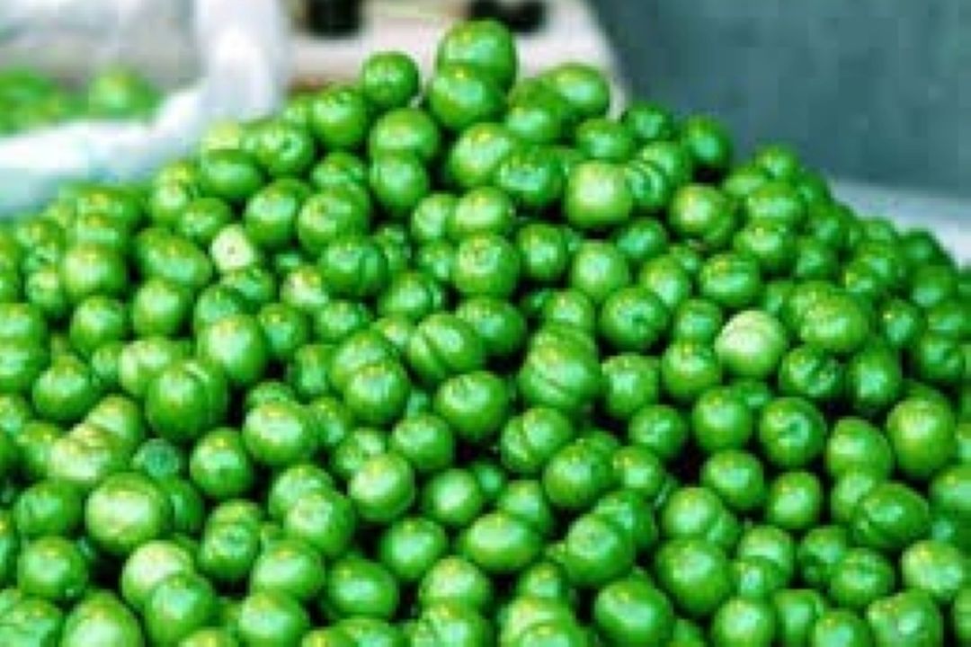 سلطان گوجه سبز شناسایی شد!
