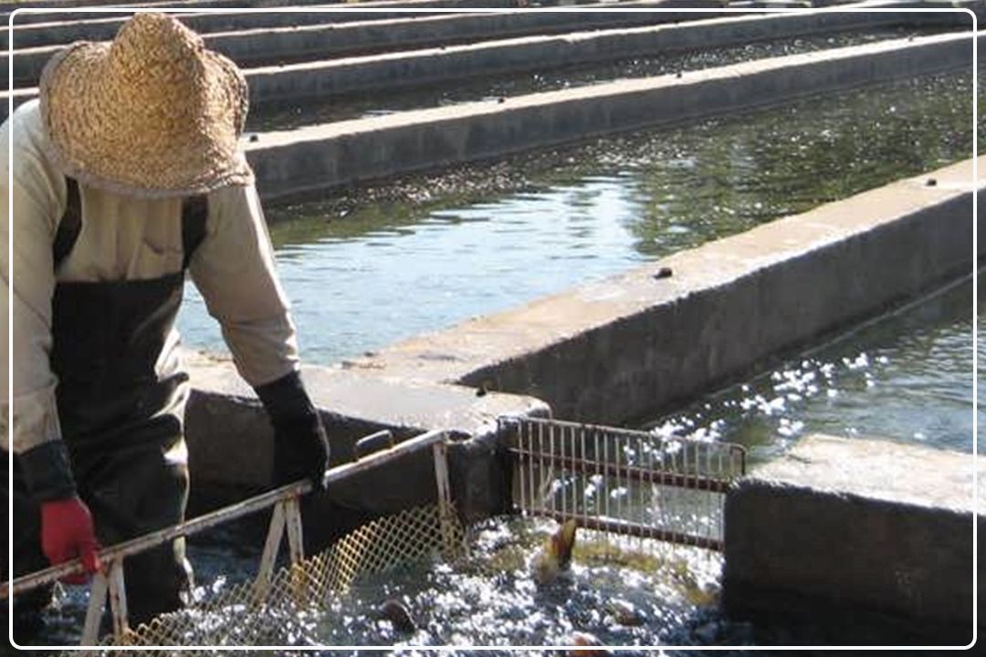 فیروزكوه؛ قطب پرورش ماهی سردآبی در كشور