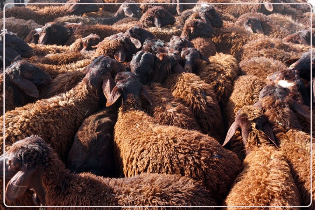 همزمان با عید قربان؛ دام‌سبك زیر نظر شهرداری تهران عرضه می‌شود