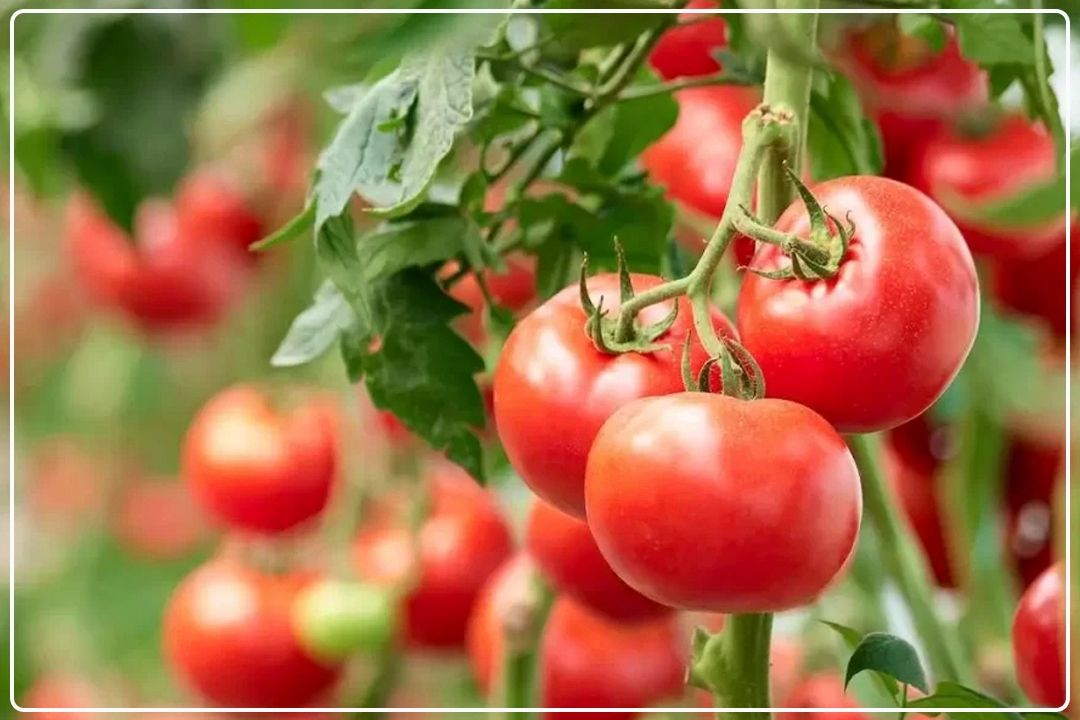 صادرات صیفی‌جات پیشوا؛ مستقیما از مزرعه تا روسیه
