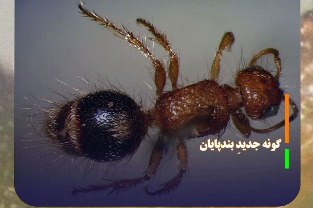 ثبت علمی گونه جدیدِ بندپایان به نام دكتر دهقانی