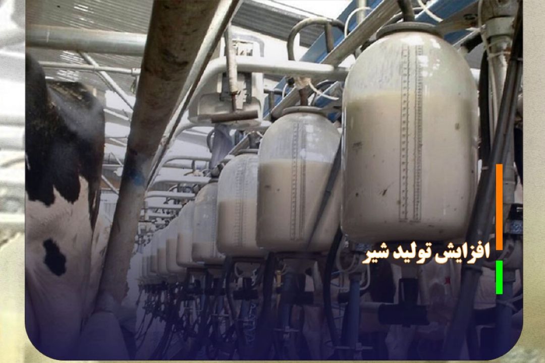 افزایش 21 درصدی تولید شیر در استان قزوین