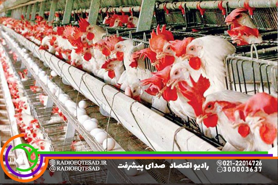 دولت از تولید كنندگان تخم مرغ حمایت كند