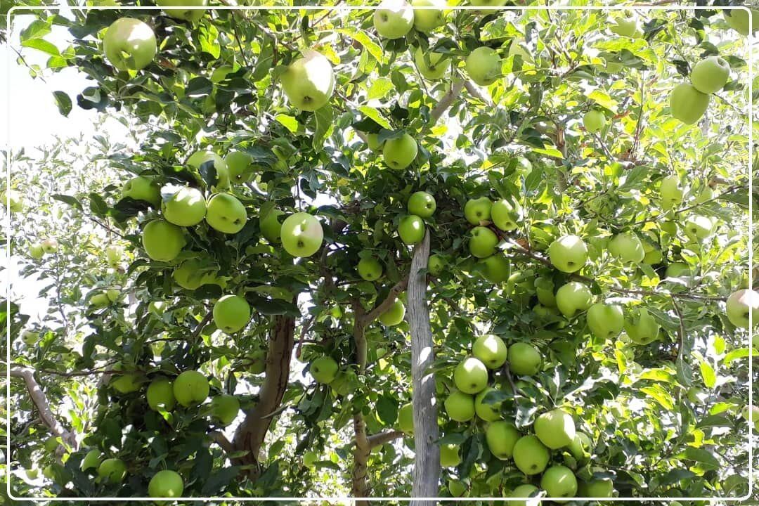  بایدها و نبایدهای خریدِ زمین و باغچه در شهرستان‌ دماوند