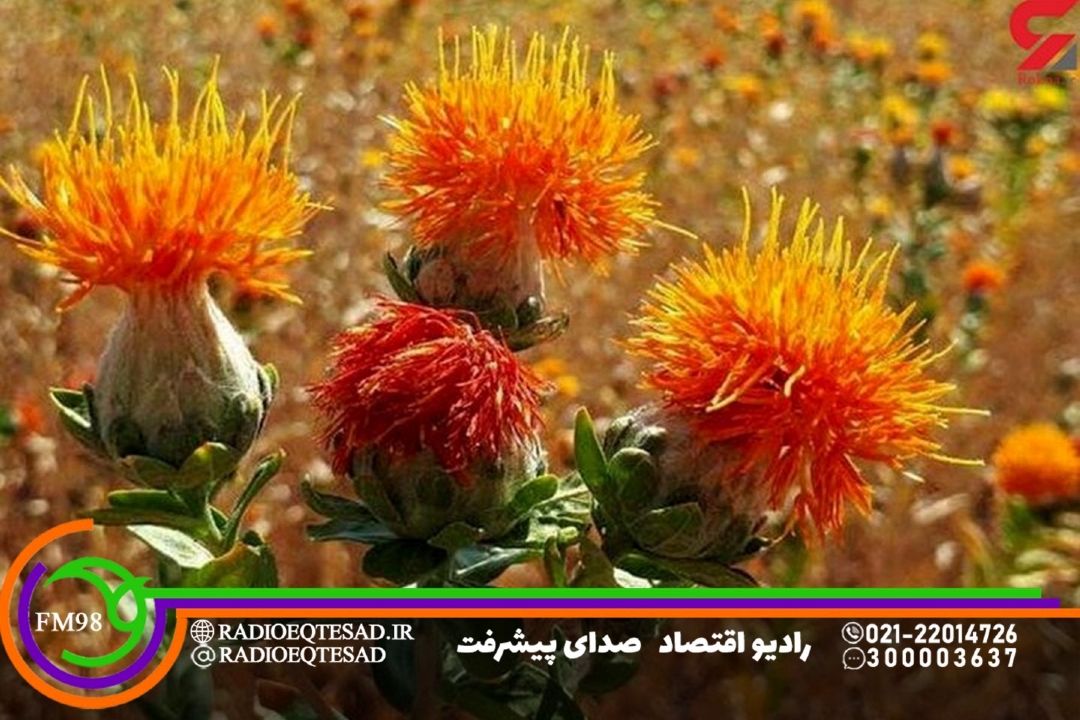  سازگاری بالای گلرنگ با اقلیم خشك و نیمه‌خشك ایران