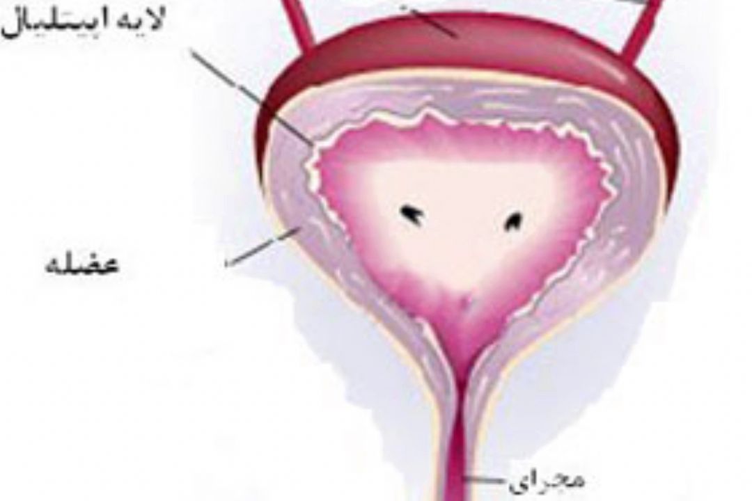 نبض