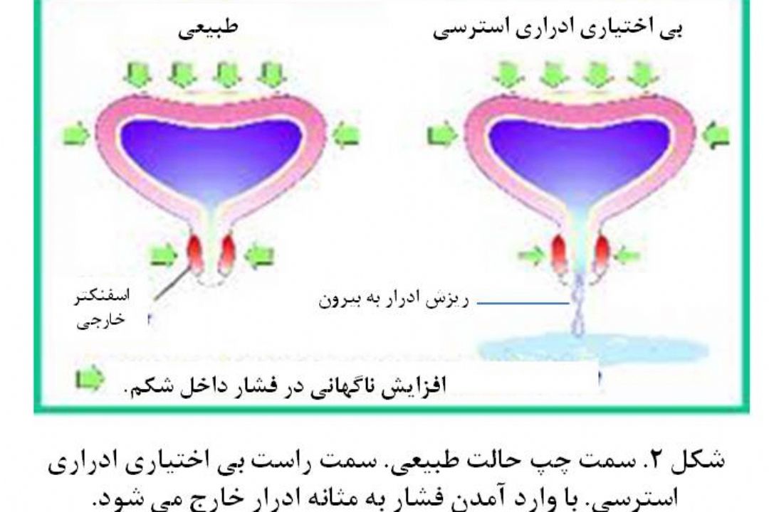 نبض