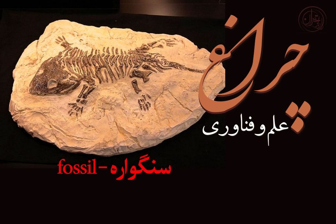 سنگواره‌ها؛ روایتگران تاریخ زمین از اعماق سنگ تا مدار مریخ