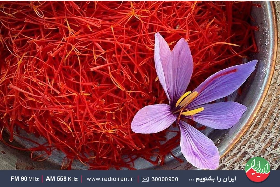 تنش‌های زیستی تولید زعفران را متغیر كرده است