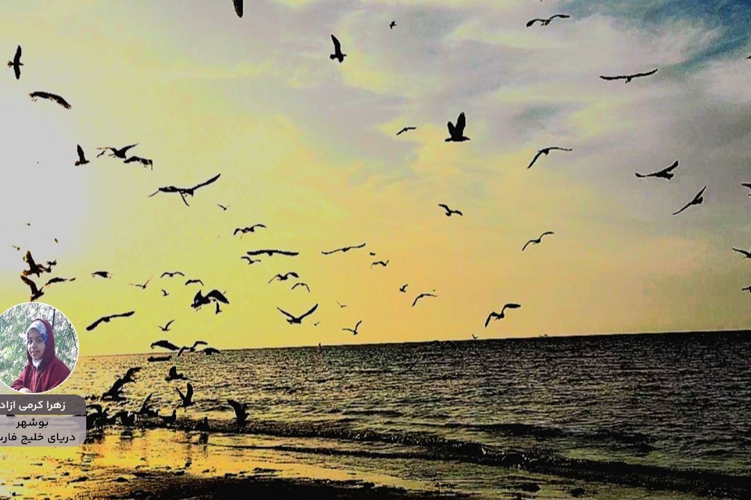 ایران زیبای من "زهرا كرمی زاد" از بوشهر