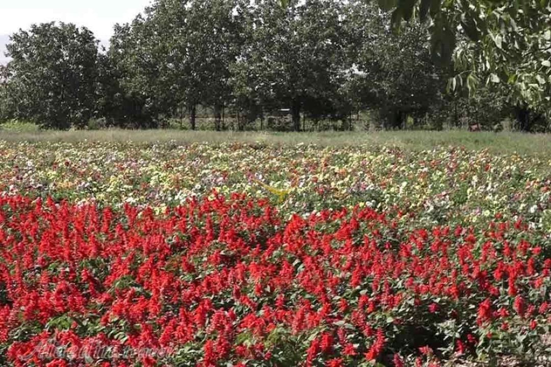 «روستا دوستا در گایكان؛ روستایی میان كوه و مه در قلب زاگرس»