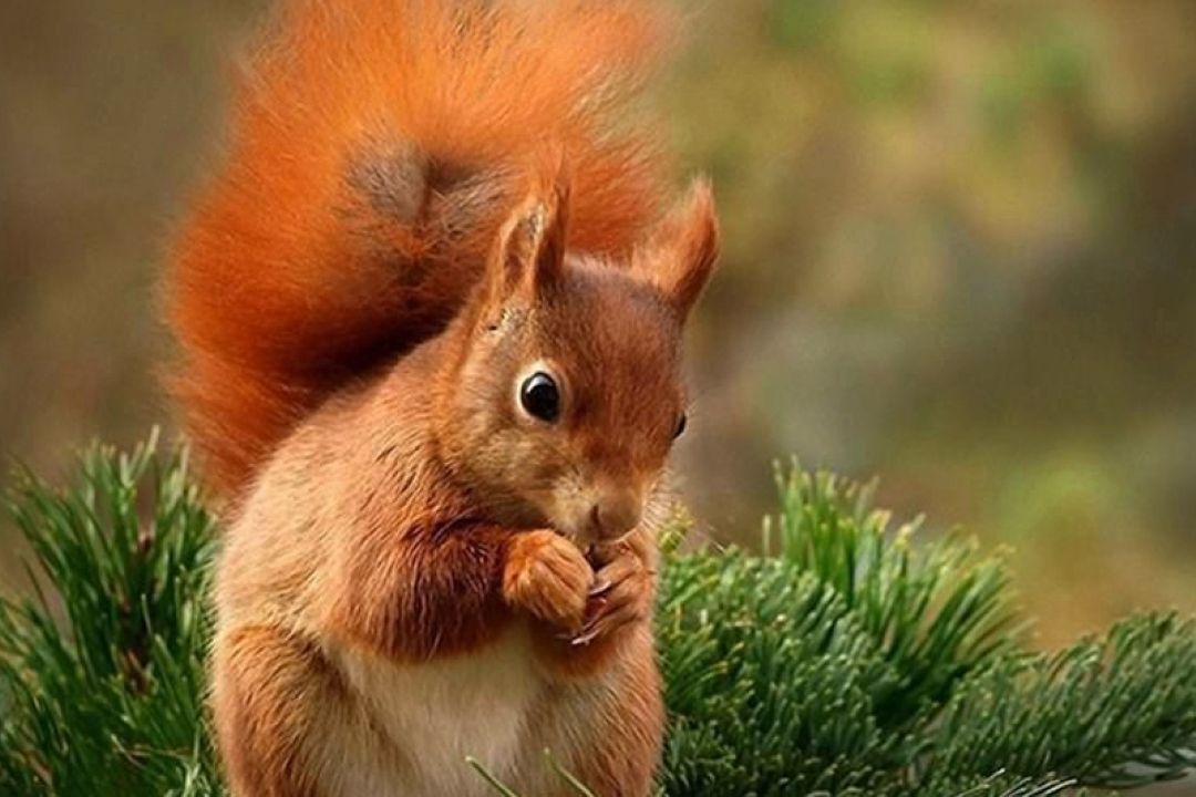 «نای‌انگیز؛ روستایی تماشایی با سنجاب‌های بازیگوش در دل جنگل‌های زاگرس》