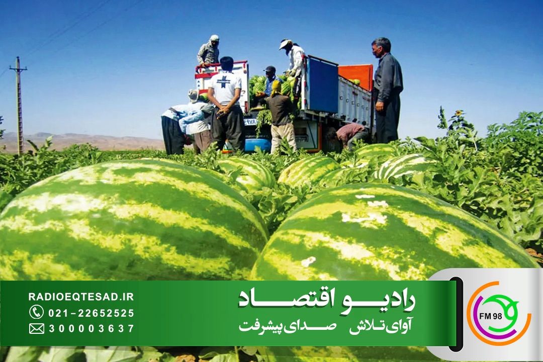 كشت هندوانه پاییزه در جاسك؛ از سفره شب یلدا تا بازارهای صادراتی 