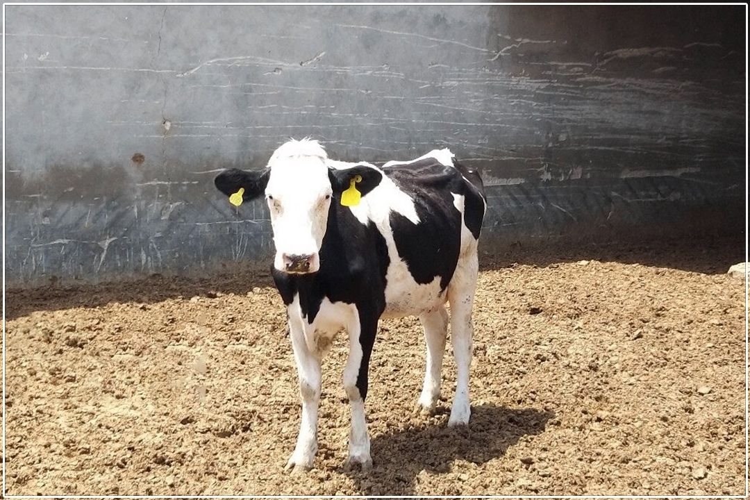 از آزمایشگاه تا گاوداری؛ نخبگان ایرانی در خدمت امنیت غذایی