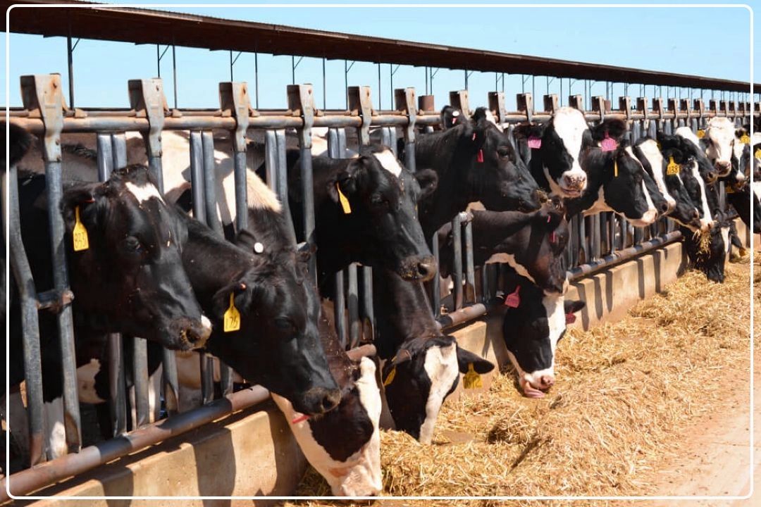 تزریق 50 همت به صنعت دامپروری؛ دولت برای حفظ تولید وارد عمل شد